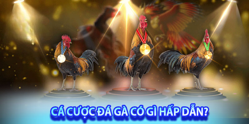 Đá Gà DKBET8 – Trải Nghiệm Cá Cược Uy Tín Nhất 2025